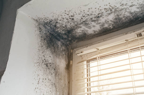 Affordable Black Mold Remediation solutions in Queen Anne, MD