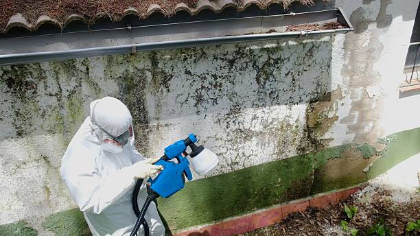 Top rated local Black Mold Remediation specialists in Queen Anne, MD
